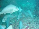 Filename=DSC00027.JPG
Filesize=427KiB
Dimensions=1024x768
Date added=Aug 05, 2014 DSC00027.JPG