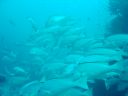 Filename=DSC00028.JPG
Filesize=316KiB
Dimensions=1024x768
Date added=Aug 05, 2014 DSC00028.JPG