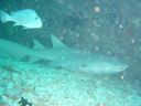 Filename=DSC00032.JPG
Filesize=452KiB
Dimensions=1024x768
Date added=Aug 05, 2014 DSC00032.JPG