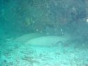 Filename=DSC00034.JPG
Filesize=435KiB
Dimensions=1024x768
Date added=Aug 05, 2014 DSC00034.JPG