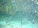 Filename=DSC00035.JPG
Filesize=442KiB
Dimensions=1024x768
Date added=Aug 05, 2014 DSC00035.JPG