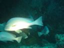 Filename=DSC00037.JPG
Filesize=412KiB
Dimensions=1024x768
Date added=Aug 05, 2014 DSC00037.JPG