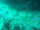 DSC00163.JPG