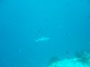 DSC00178.JPG