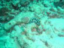Dateiname=DSC00234.JPG
Dateigröße=535KB
Abmessungen: 1024x768
hinzugefügt am: 05. August 2014 DSC00234.JPG