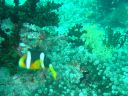 Dateiname=DSC00235.JPG
Dateigröße=509KB
Abmessungen: 1024x768
hinzugefügt am: 05. August 2014 DSC00235.JPG