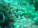 Dateiname=DSC00251.JPG
Dateigröße=467KB
Abmessungen: 1024x768
hinzugefügt am: 05. August 2014 DSC00251.JPG