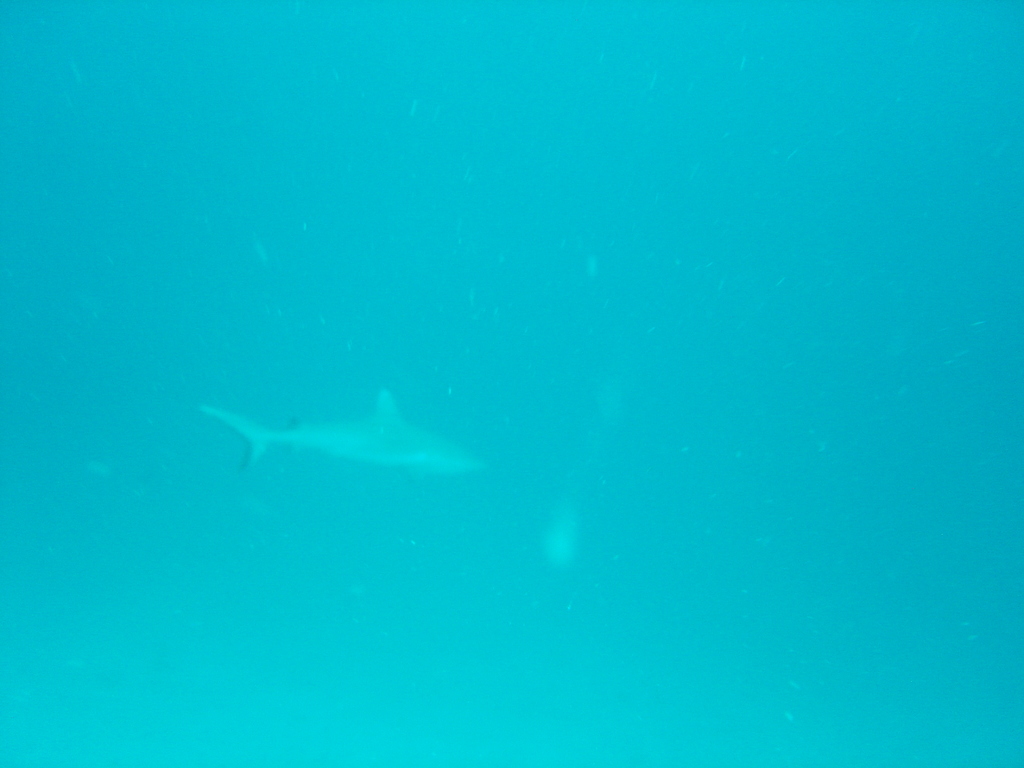 DSC00085.JPG