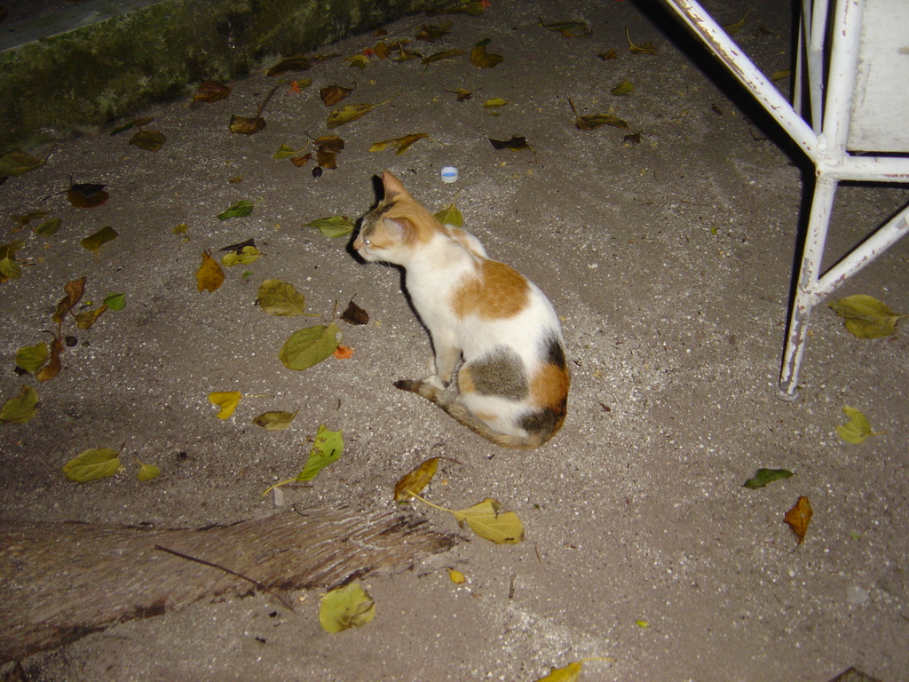 DSC00131.JPG