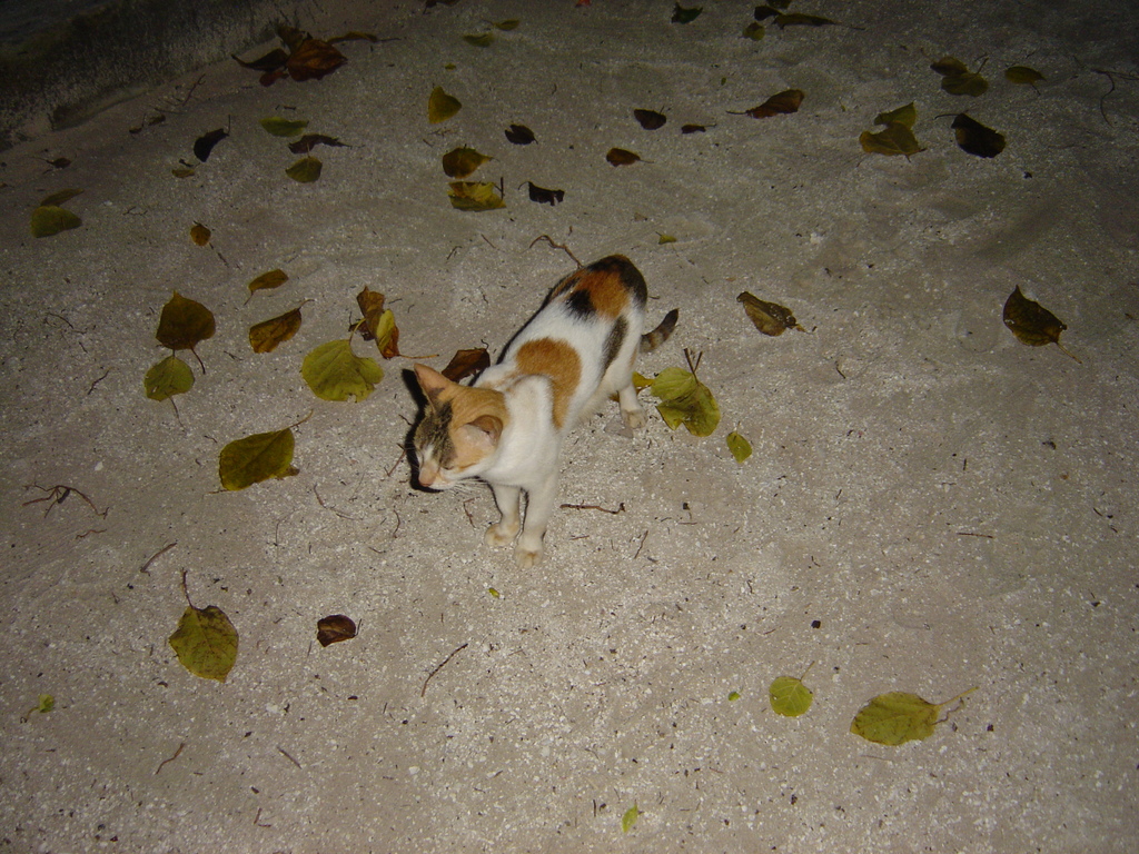 DSC00132.JPG