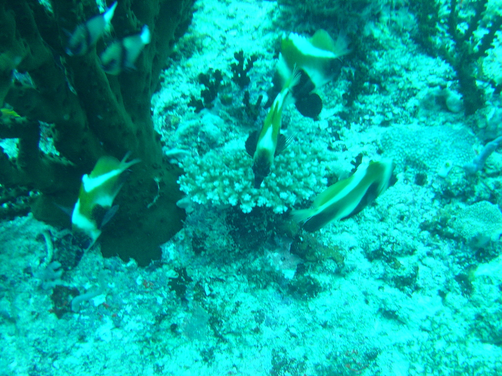 DSC00242.JPG