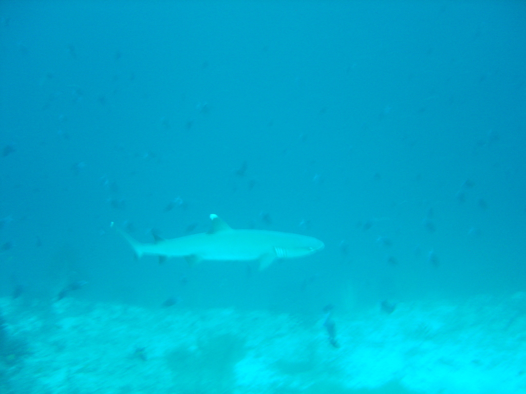 DSC00273.JPG