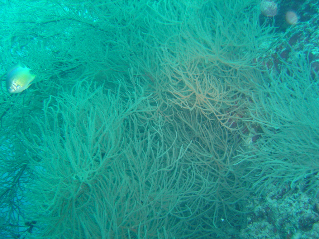 DSC00530.JPG