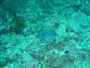 Filename=DSC00009.JPG
Filesize=522KiB
Dimensions=1024x768
Date added=Aug 05, 2014 DSC00009.JPG