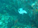 Filename=DSC00010.JPG
Filesize=454KiB
Dimensions=1024x768
Date added=Aug 05, 2014 DSC00010.JPG