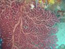 Filename=DSC00012.JPG
Filesize=517KiB
Dimensions=1024x768
Date added=Aug 05, 2014 DSC00012.JPG
