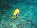 Filename=DSC00016.JPG
Filesize=461KiB
Dimensions=1024x768
Date added=Aug 05, 2014 DSC00016.JPG