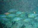 Filename=DSC00022.JPG
Filesize=451KiB
Dimensions=1024x768
Date added=Aug 05, 2014 DSC00022.JPG