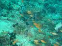 Filename=DSC00024.JPG
Filesize=481KiB
Dimensions=1024x768
Date added=Aug 05, 2014 DSC00024.JPG