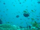 Filename=DSC00025.JPG
Filesize=337KiB
Dimensions=1024x768
Date added=Aug 05, 2014 DSC00025.JPG