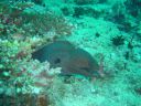Filename=DSC00028.JPG
Filesize=507KiB
Dimensions=1024x768
Date added=Aug 05, 2014 DSC00028.JPG