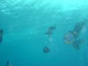 Filename=DSC00029.JPG
Filesize=378KiB
Dimensions=1024x768
Date added=Aug 05, 2014 DSC00029.JPG