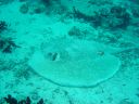 Filename=DSC00036.JPG
Filesize=515KiB
Dimensions=1024x768
Date added=Aug 05, 2014 DSC00036.JPG