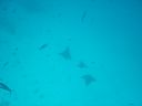 Filename=DSC00039.JPG
Filesize=224KiB
Dimensions=1024x768
Date added=Aug 05, 2014 DSC00039.JPG
