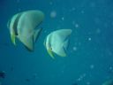 Filename=DSC00043.JPG
Filesize=374KiB
Dimensions=1024x768
Date added=Aug 05, 2014 DSC00043.JPG