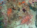 Filename=DSC00045.JPG
Filesize=533KiB
Dimensions=1024x768
Date added=Aug 05, 2014 DSC00045.JPG