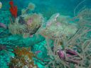Filename=DSC00047.JPG
Filesize=460KiB
Dimensions=1024x768
Date added=Aug 05, 2014 DSC00047.JPG