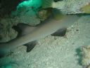 DSC00080.JPG