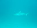 DSC00083.JPG