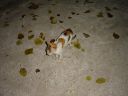 DSC00132.JPG