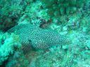 Dateiname=DSC00214.JPG
Dateigröße=502KB
Abmessungen: 1024x768
hinzugefügt am: 05. August 2014 DSC00214.JPG