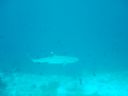 Dateiname=DSC00273.JPG
Dateigröße=234KB
Abmessungen: 1024x768
hinzugefügt am: 05. August 2014 DSC00273.JPG