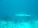 Dateiname=DSC00277.JPG
Dateigröße=258KB
Abmessungen: 1024x768
hinzugefügt am: 05. August 2014 DSC00277.JPG