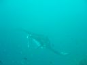 Dateiname=DSC00431.JPG
Dateigröße=225KB
Abmessungen: 1024x768
hinzugefügt am: 05. August 2014 DSC00431.JPG