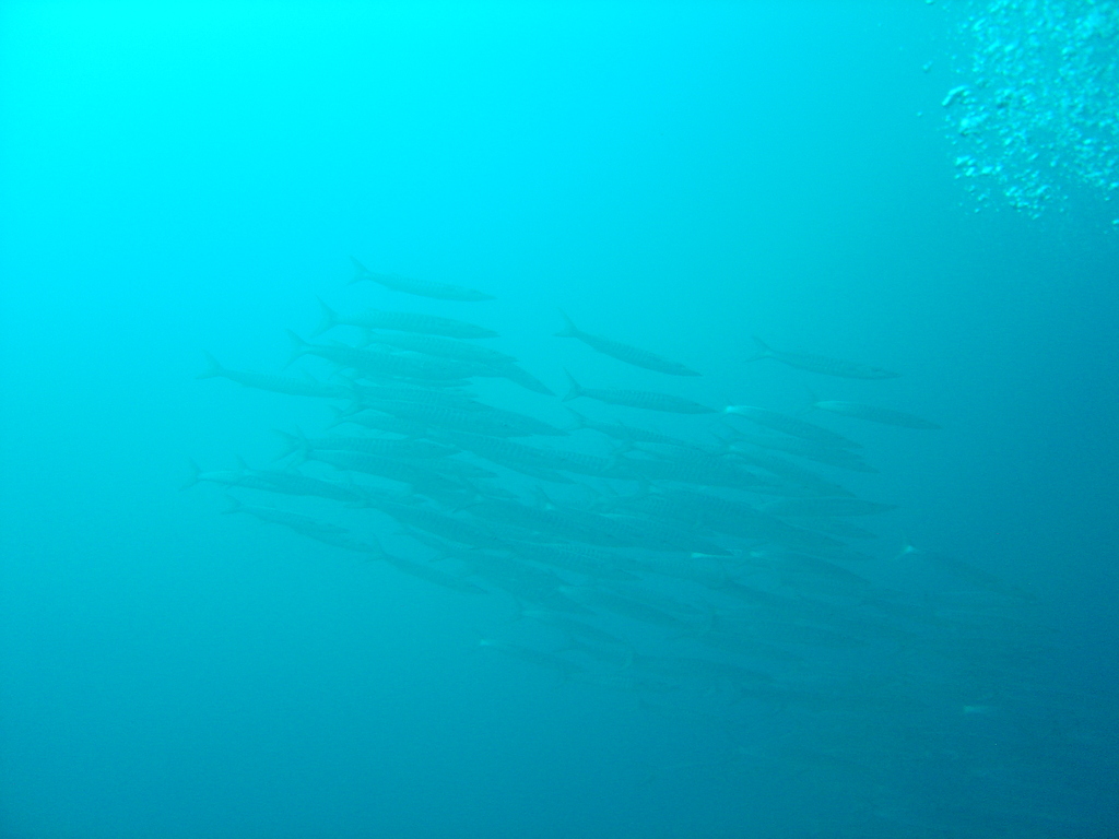 DSC00072.JPG