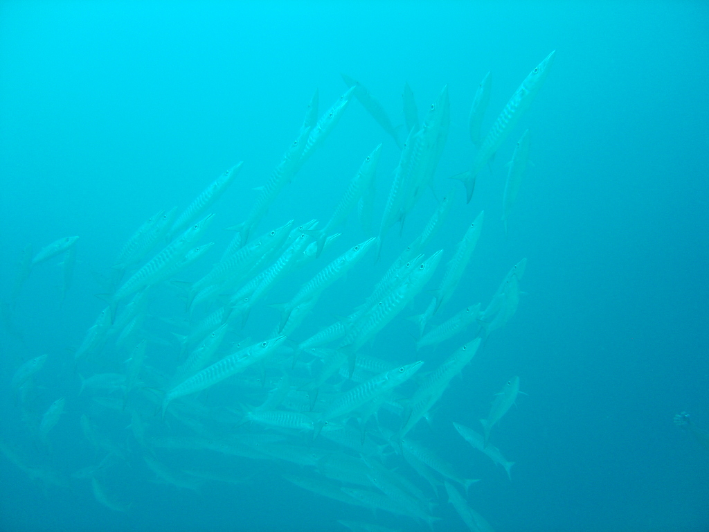 DSC00075.JPG