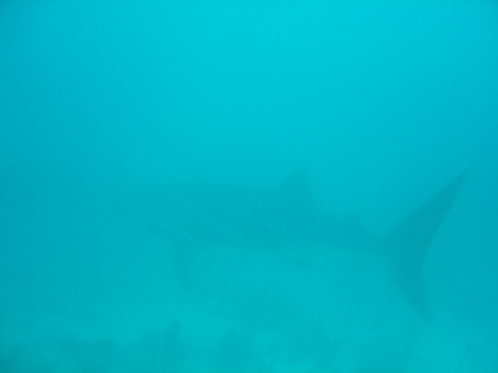 DSC00183.JPG