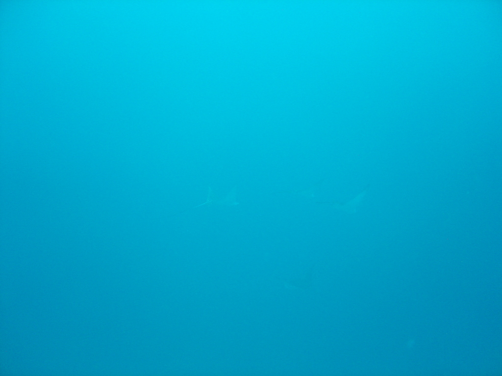DSC00215.JPG