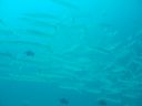 DSC00077.JPG