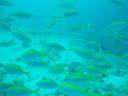 DSC00080.JPG