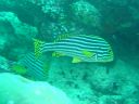 DSC00136.JPG