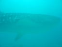 DSC00181.JPG