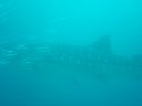 DSC00191.JPG