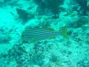 DSC00207.JPG