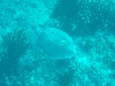Filename=DSC00027.JPG
Filesize=373KiB
Dimensions=1024x768
Date added=Aug 05, 2014 DSC00027.JPG