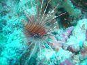 Filename=DSC00028.JPG
Filesize=507KiB
Dimensions=1024x768
Date added=Aug 05, 2014 DSC00028.JPG